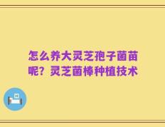 怎么养大灵芝孢子菌苗呢？灵芝菌棒种植技术