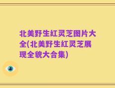北美野生红灵芝图片大全(北美野生红灵芝展现全貌大合集)