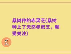 桑树种的赤灵芝(桑树种上了天然赤灵芝，颇受关注)