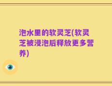 泡水里的软灵芝(软灵芝被浸泡后释放更多营养)
