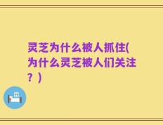 灵芝为什么被人抓住(为什么灵芝被人们关注？)