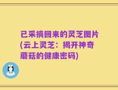 已采摘回来的灵芝图片(云上灵芝：揭开神奇蘑菇的健康密码)
