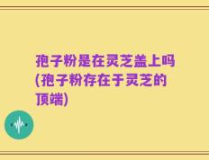 孢子粉是在灵芝盖上吗(孢子粉存在于灵芝的顶端)