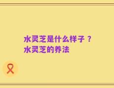 水灵芝是什么样子 ？水灵芝的养法