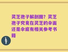 灵芝孢子解剖图？灵芝孢子究竟在灵芝的伞面还是伞底有相关参考书籍