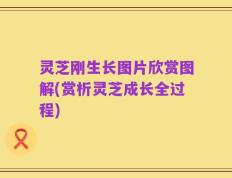 灵芝刚生长图片欣赏图解(赏析灵芝成长全过程)