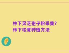 林下灵芝孢子粉采集？林下松茸种植方法