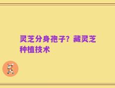 灵芝分身孢子？藏灵芝种植技术