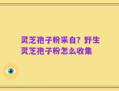 灵芝孢子粉采自？野生灵芝孢子粉怎么收集
