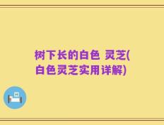 树下长的白色 灵芝(白色灵芝实用详解)