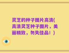 灵芝的种子图片高清(高清灵芝种子图片，美丽精致，勿失佳品！)
