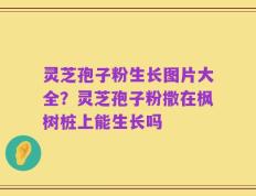 灵芝孢子粉生长图片大全？灵芝孢子粉撒在枫树桩上能生长吗