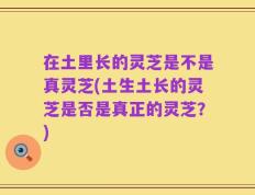 在土里长的灵芝是不是真灵芝(土生土长的灵芝是否是真正的灵芝？)