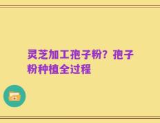 灵芝加工孢子粉？孢子粉种植全过程