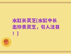 水缸长灵芝(水缸中长出珍贵灵芝，引人注目！)