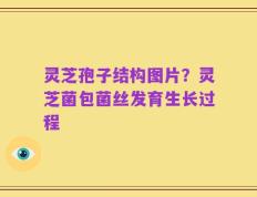 灵芝孢子结构图片？灵芝菌包菌丝发育生长过程
