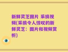 新鲜灵芝图片 采摘视频(采摘令人惊叹的新鲜灵芝：图片和视频赏析)