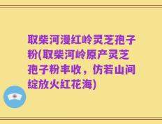 取柴河漫红岭灵芝孢子粉(取柴河岭原产灵芝孢子粉丰收，仿若山间绽放火红花海)
