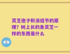 灵芝孢子粉消结节的原理？树上长的象灵芝一样的东西是什么