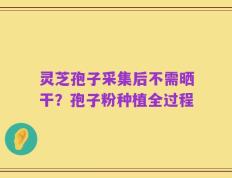 灵芝孢子采集后不需晒干？孢子粉种植全过程