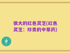 很大的红色灵芝(红色灵芝：珍贵的中草药)