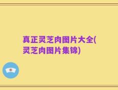 真正灵芝肉图片大全(灵芝肉图片集锦)