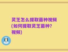 灵芝怎么提取菌种视频(如何提取灵芝菌种？视频)