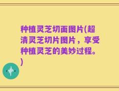 种植灵芝切面图片(超清灵芝切片图片，享受种植灵芝的美妙过程。)