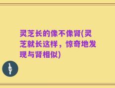 灵芝长的像不像肾(灵芝就长这样，惊奇地发现与肾相似)