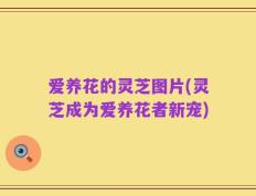 爱养花的灵芝图片(灵芝成为爱养花者新宠)