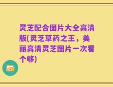 灵芝配合图片大全高清版(灵芝草药之王，美丽高清灵芝图片一次看个够)