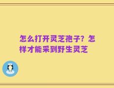 怎么打开灵芝孢子？怎样才能采到野生灵芝