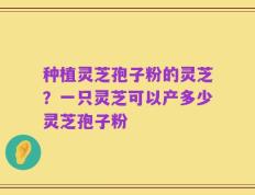 种植灵芝孢子粉的灵芝？一只灵芝可以产多少灵芝孢子粉