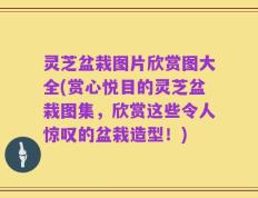 灵芝盆栽图片欣赏图大全(赏心悦目的灵芝盆栽图集，欣赏这些令人惊叹的盆栽造型！)