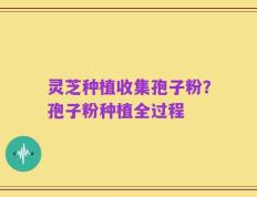 灵芝种植收集孢子粉？孢子粉种植全过程