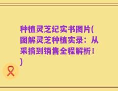种植灵芝纪实书图片(图解灵芝种植实录：从采摘到销售全程解析！)