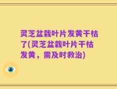 灵芝盆栽叶片发黄干枯了(灵芝盆栽叶片干枯发黄，需及时救治)