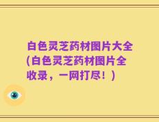 白色灵芝药材图片大全(白色灵芝药材图片全收录，一网打尽！)