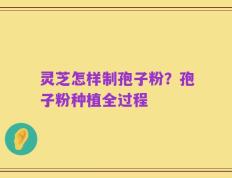 灵芝怎样制孢子粉？孢子粉种植全过程
