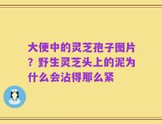 大便中的灵芝孢子图片？野生灵芝头上的泥为什么会沾得那么紧