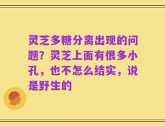 灵芝多糖分离出现的问题？灵芝上面有很多小孔，也不怎么结实，说是野生的