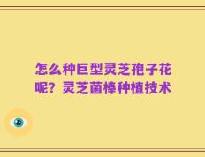 怎么种巨型灵芝孢子花呢？灵芝菌棒种植技术