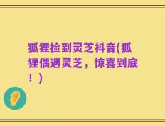 狐狸捡到灵芝抖音(狐狸偶遇灵芝，惊喜到底！)