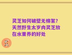 灵芝如何破壁无棉絮？天然野生太岁肉灵芝放在水里养的好处