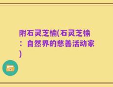 附石灵芝榆(石灵芝榆：自然界的慈善活动家)