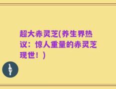 超大赤灵芝(养生界热议：惊人重量的赤灵芝现世！)