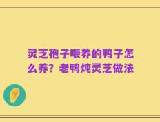 灵芝孢子喂养的鸭子怎么养？老鸭炖灵芝做法