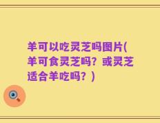 羊可以吃灵芝吗图片(羊可食灵芝吗？或灵芝适合羊吃吗？)