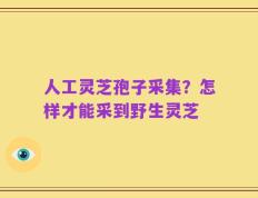 人工灵芝孢子采集？怎样才能采到野生灵芝