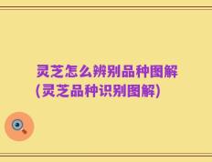 灵芝怎么辨别品种图解(灵芝品种识别图解)